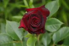 Black Baccara Edelrose Meilland.webp