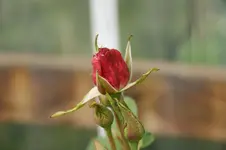 DSC03266.webp