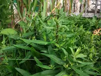 DSCF0472.webp