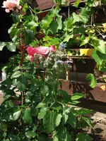 DSCF0465.webp