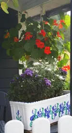 Kresse  kängend und bepflanzte Schale.webp