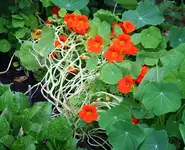 Kressen orange im Beet.webp