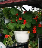 orange Kresse hängend.webp