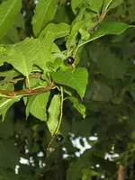 IMG_2005-1800.webp