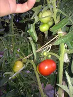 tom2.webp
