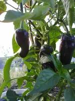 chilli1.webp