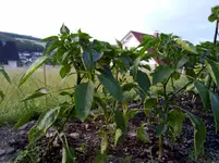 chilli2.webp
