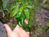 chilli3.webp