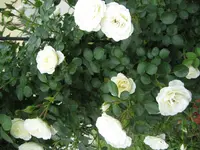 Poulkrid 2010 06 13 1.webp