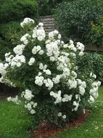 Poulkrid 2010 06 22 2.webp