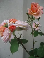 Charles Austin 2010 06 26 2.webp