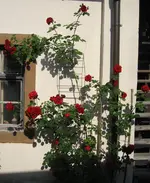 Santana 2010 06 22.webp