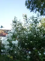 pfeifenstrauch1.webp