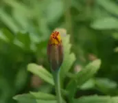Tagetes.webp
