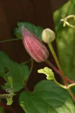 Clematis.webp
