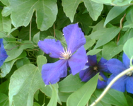 Clematisblüte.webp