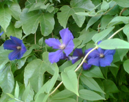 Clematisblüte 2.webp