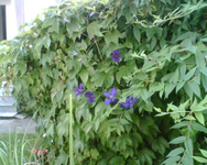Clematis insgesamt.webp