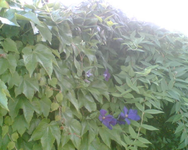 Clematis im Vorgarten insgesamt.webp