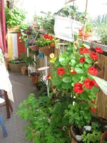 Balkon (3).webp