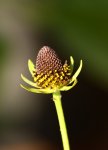 Rudbeckia Black beauty.JPG