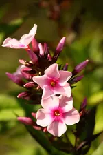 Staudenphlox.webp