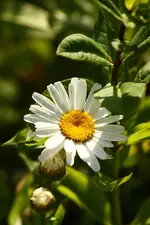 Margarite.webp