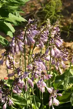 Hosta Blue Cadet.webp