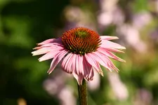 Echinacea purpurea.webp
