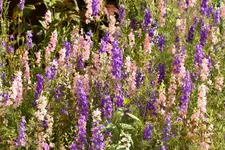 Ackerrittersporn Consolida.webp