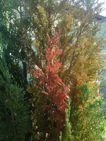 DSC00460 a.webp