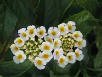 weiße Wandelrose.webp