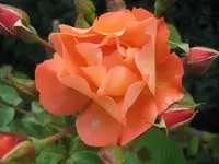 27643.webp