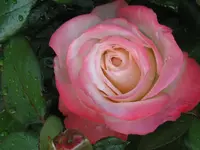 IMG_6747_1024x768.webp