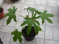 DSC00199.webp