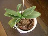 IMGP0070.webp