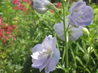 010.webp