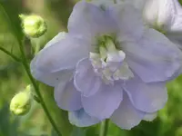 009.webp