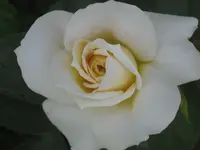 003.webp