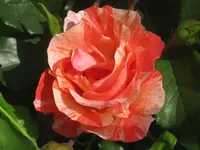 019.webp