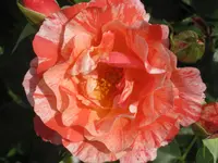 018.webp