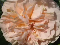 001.webp