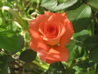 006.webp