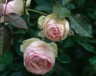 provia24---.webp