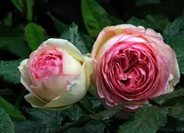 DSC_0876_1.webp