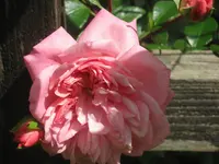 028.webp