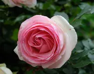 DSC_0066.webp