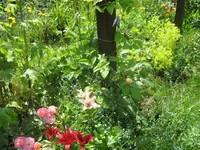 035.webp