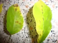 Apfelbaumblätter_1 002.webp