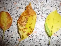 Apfelbaumblätter_1 003.webp